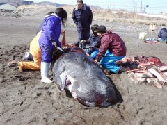 漂着クジラ、授業に生かす　浦幌小児童、解体調査を見学 3
