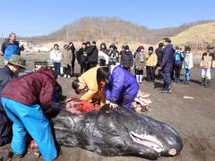 クジラの解体を見学する児童