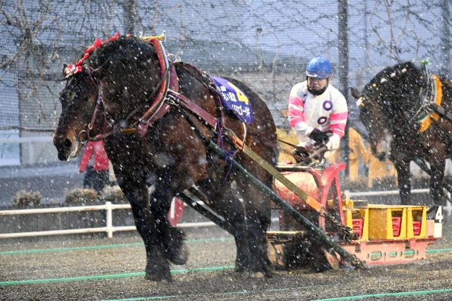 メジロゴーリキ２度目の王者、有終の美飾る　松井調教師「最高の結果」　第５６回ばんえい記念