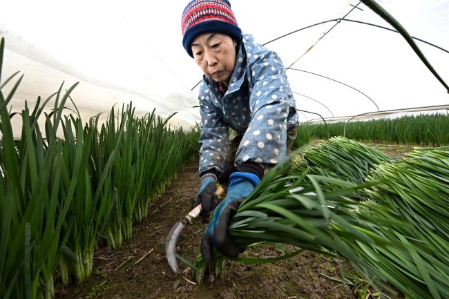 軟らかく甘い「一番ニラ」　幕別で収穫始まる