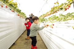 イチゴの収穫を楽しんだ親子連れ