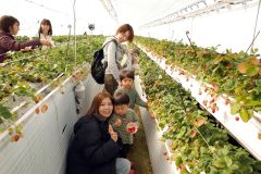 イチゴの収穫を楽しんだ親子連れ