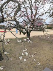 梅はなくとも偕楽園～お江戸日記 2