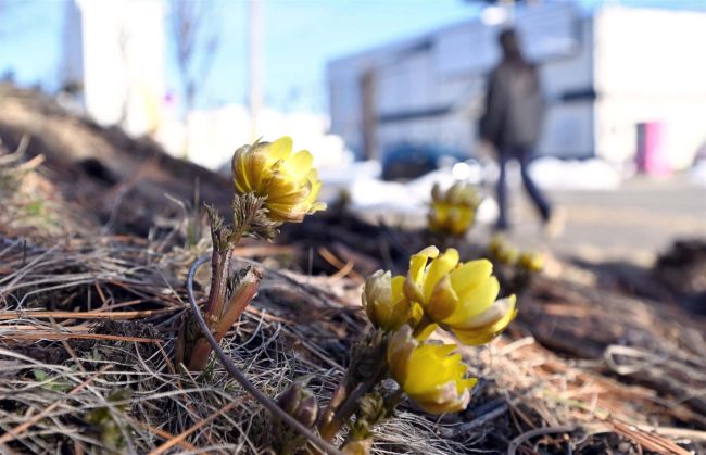 春の訪れ告げる　フクジュソウが開花