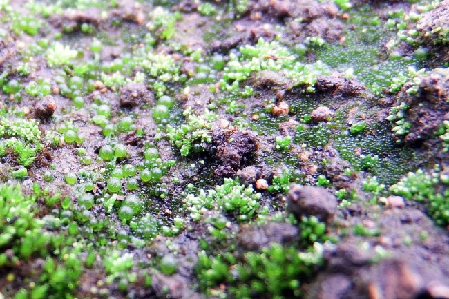 帯広市内の畑に「フウセンモ」 玉井さん発見 道内での記録なし