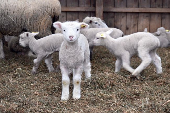赤ちゃんヒツジかわいいね 新得・ヨークシャーファームで出産ラッシュ