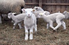 赤ちゃんヒツジかわいいね　新得・ヨークシャーファームで出産ラッシュ