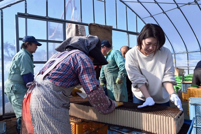 岐阜揖斐川町の職員がビート苗作りを体験　芽室