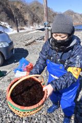 春の黄金道路沿いに磯の香り 広尾でフノリ漁始まる 4