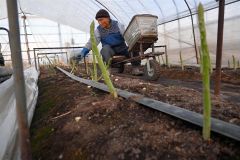 ビニールハウス内でアスパラの収穫作業をする鷲北さん（２６日午前６時２５分ごろ、町然別北４線）