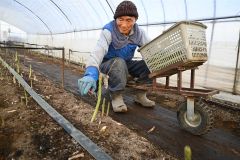 ビニールハウス内でアスパラの収穫作業をする鷲北さん（２６日午前６時半ごろ、町然別北４線）