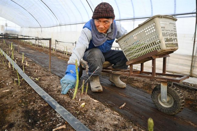 82歳音更の鷲北さん、最後のアスパラ収穫に汗 高齢理由に今季で引退