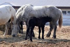 母馬の母乳を飲む子馬（須貝拓也撮影）