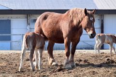 母馬の母乳を飲む子馬（須貝拓也撮影）
