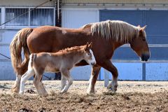 ぴったりと寄り添いながら歩く馬の親子（２８日、須貝拓也撮影）
