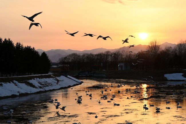 夕焼け浴び白鳥、北へ　十勝で羽休める２００以上の群れ