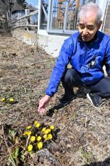 広尾にも春の訪れ　フクジュソウが開花