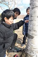 春の訪れ　新得で白樺樹液採取体験