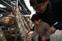 シイタケ狩りを楽しむ来場者