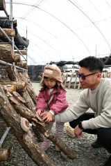 シイタケ狩りを楽しむ親子連れ