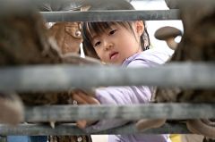 「どれがおいしそうかな」と選びつつ原木からシイタケをもぎとる子ども