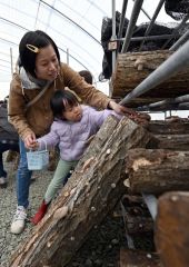 拓バスの挑戦はシイタケ農園　新得に「拓鉄キノコタン」オープン