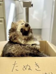 エゾタヌキの「あん」。動物病院で（おびひろ動物園提供）