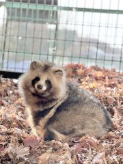 “埋もれタヌキ”「あん」死ぬ　動物園ＳＮＳで人気　ファンから手紙や花束続々