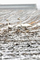 雪が舞い散る畑で羽を休めるハクチョウ（９日午後３時半ごろ。上士幌町居辺で。金野和彦撮影）