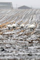郊外の農地も冬に逆戻り。再び雪化粧した畑で羽を休めるハクチョウ（９日午後３時半ごろ。上士幌町居辺で。金野和彦撮影）