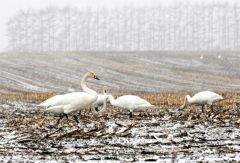 冬に逆戻り　白鳥ひと休み　季節外れの降雪、陸別８センチ　週末は２０度予報も