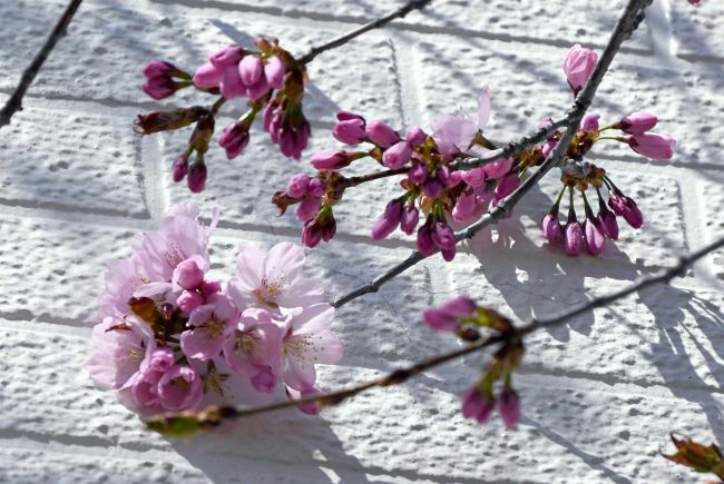 一足早くサクラ開花　帯広の整形外科医院