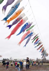 こいのぼりを見て大はしゃぎする大樹町の園児たち（１９日午前１０時４５分ごろ。金野和彦撮影）