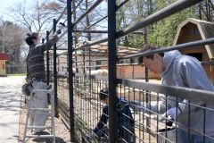 ラマ舎の柵を塗装する会員ら