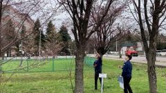 サクラの「標本木」の開花状況を確認する帯広測候所の職員(23日午前10時10分)