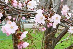 サクラが「開花」した帯広市内(帯広測候所の副標本木、23日午前10時20分)
