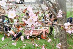 平年より9日早く「開花」した帯広市内のサクラ(帯広測候所の副標本木、23日午前10時30分)