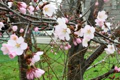サクラが「開花」した帯広市内(帯広測候所の副標本木、23日午前10時20分)