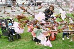平年より9日早く「開花」した帯広市内のサクラ(帯広測候所の副標本木、23日午前10時30分)