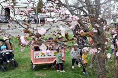 平年より9日早く「開花」した帯広市内のサクラ(帯広測候所の副標本木、23日午前10時30分)
