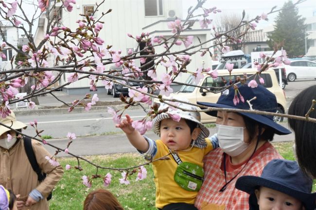帯広でサクラが開花　観測史上３番目の早さ
