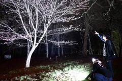 鈴蘭公園内で夜桜ライトアップの試験点灯を行う同青年部の山崎会長ら