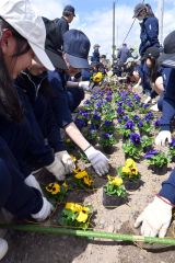 町役場前の花壇にパンジーを植える生徒ら