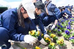 役場前にパンジー１１００株　音更高１年生が植栽