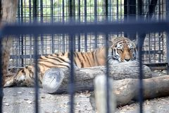 おびひろ動物園の「マオ」