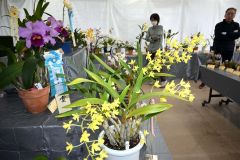 大小さまざまな洋ランが並ぶ会場(24日午前11時ごろ、マツダ樹生園本店で)