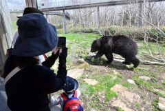 ガラス越しに迫るヒグマを撮影する来場客（ベア・マウンテン、２７日午前９時５０分ごろ、須貝拓也撮影）