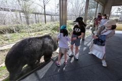 ガラス越しに迫るヒグマを撮影する来場客（ベア・マウンテン、２７日午前９時５０分ごろ、須貝拓也撮影）