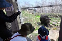 ガラス越しに迫るヒグマを観察する来場客（ベア・マウンテン、２７日午前９時５０分ごろ、須貝拓也撮影）