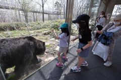 ガラス越しに迫るヒグマを撮影する来場客（ベア・マウンテン、２７日午前９時５０分ごろ、須貝拓也撮影）